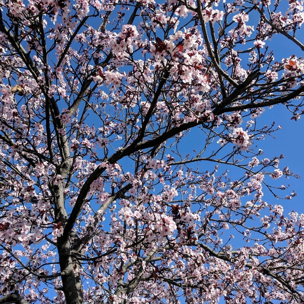 Meet your Posher, Sahar